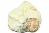 Enrolled Paciphacops Trilobite - Black Cat Mountain, Oklahoma #362992-1